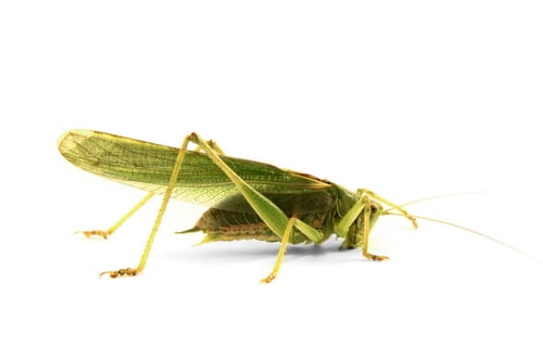 Vorschau: grüne Heuschrecke