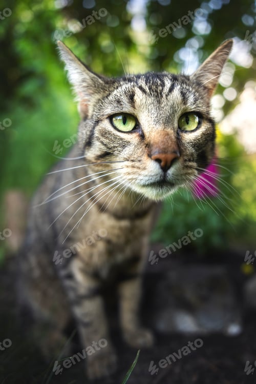 Preview: Curious Cat in Garden Light