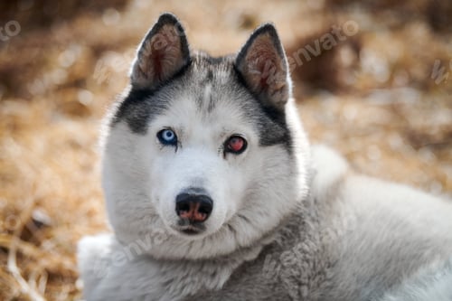 Preview: Siberian Husky dog with eye injury close up portrait beautiful Husky dog with black white coat color
