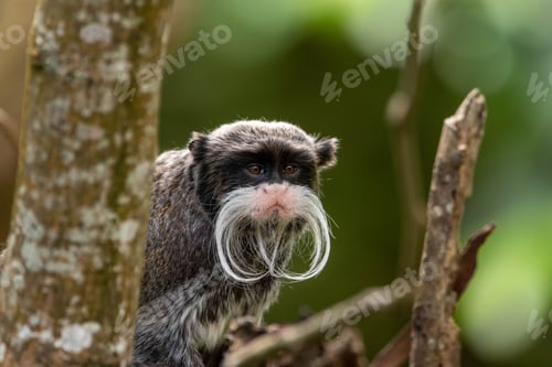 Preview: Beautiful shot of a bearded emperor tamarin