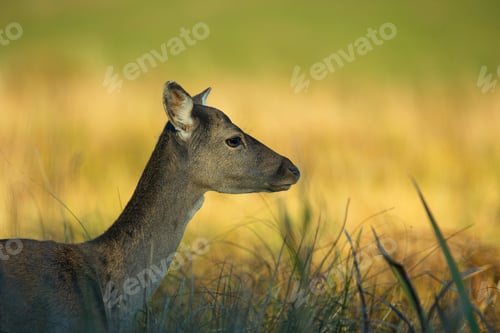 Preview: Portrait of female Fallow Deer (Dama dama)