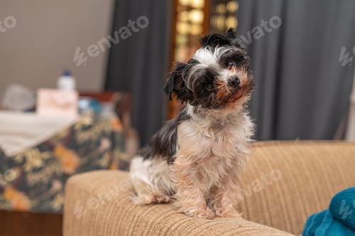 Preview: Close up portrait of adorable yorkshire terrier