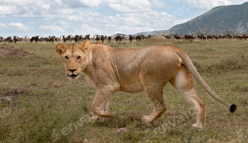 Preview: Lioness and herd of wildebeest at the Serengeti National Park, Tanzania, Africa