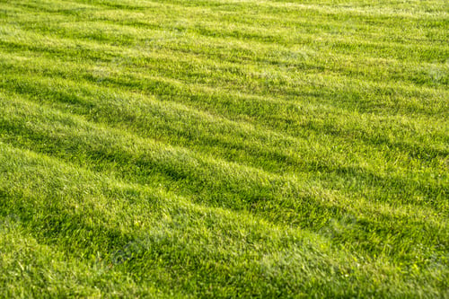 Preview: Close-up freshly mowed lawn with stripes on green grass from lawn mower on field.