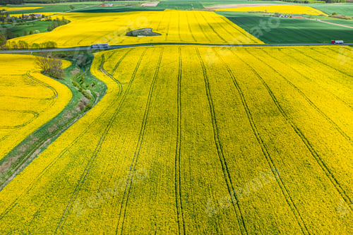 Preview: Yellow rape fields in sunny day from above