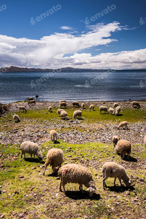 Preview: Sheep on Amantani Islands (Isla Amantani), Lake Titicaca, Peru, South America
