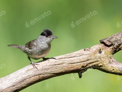 Preview: Eurasian Blackcap sitting on a stick and singing.