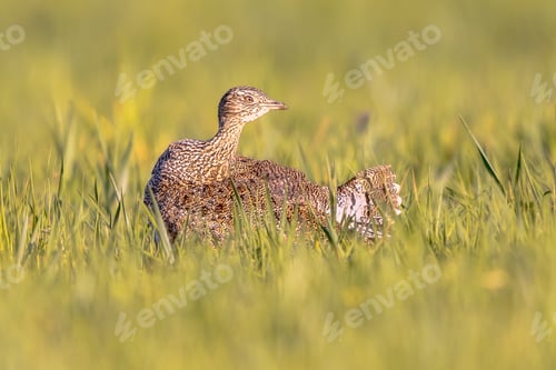 Preview: Female Little Bustard displaying in Grassland