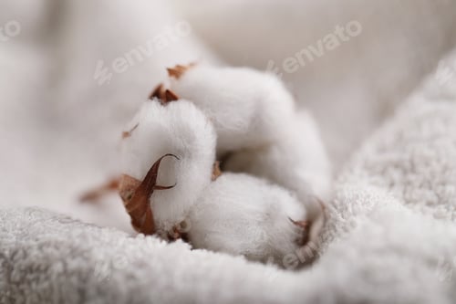 Preview: Cotton flower