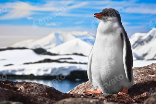 Preview: penguin on the rocks