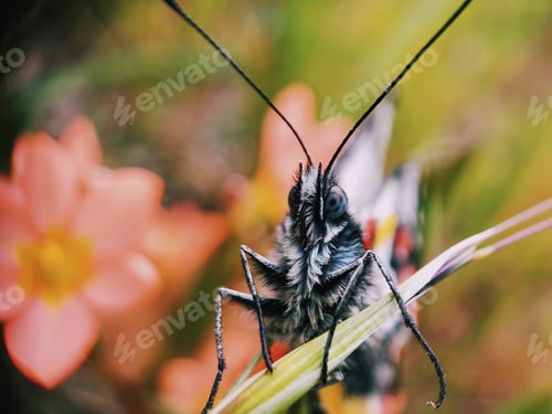 Preview: Macro Butterfly