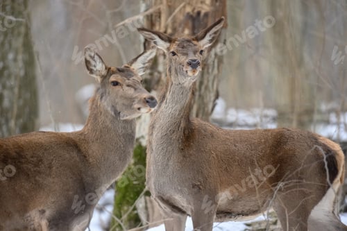 Preview: Deer in the winter forest. Animal in natural habitat. Wildlife scene