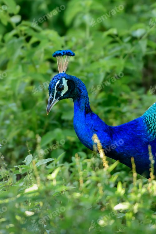 Preview: Indian peafowl close-up portraiture. Beautiful wild male peafowl foraging in the grassy meadow.