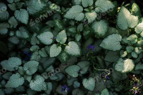 Preview: Two tone green leaves with dappled light
