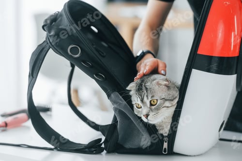 Preview: Scottish fold cat is in the grooming salon with female veterinarian