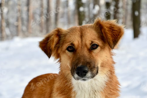 Preview: Cute dog in a snow