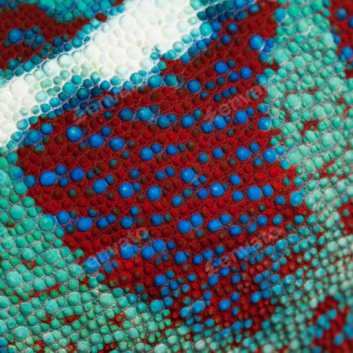 Preview: Close-up of Panther Chameleon Nosy Be skin, Furcifer pardalis