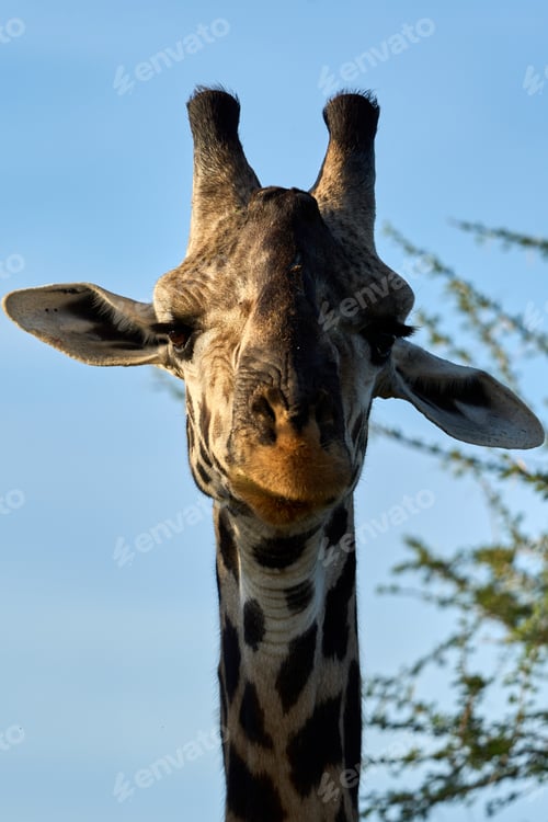 Preview: Head of a beauty giraffe in the savannah