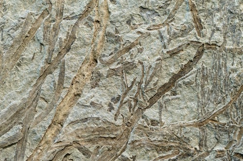 Preview: Petrified plant imprint on stone