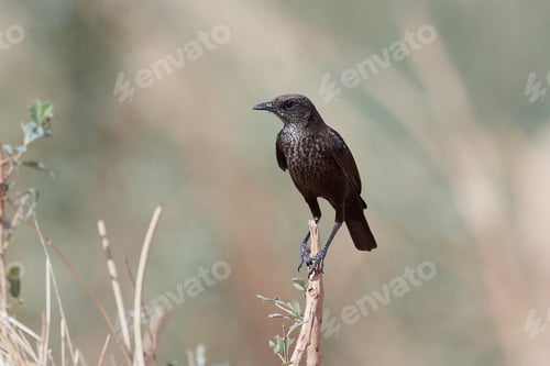 Preview: Northern anteater-chat (Myrmecocichla aethiops)