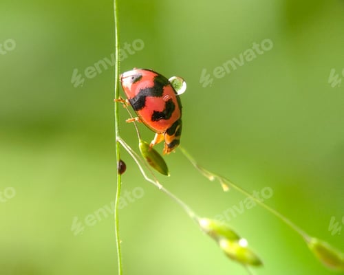 Preview: Ladybug, nature background photo