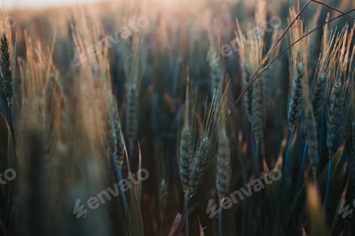 Preview: Wheat field in the countryside