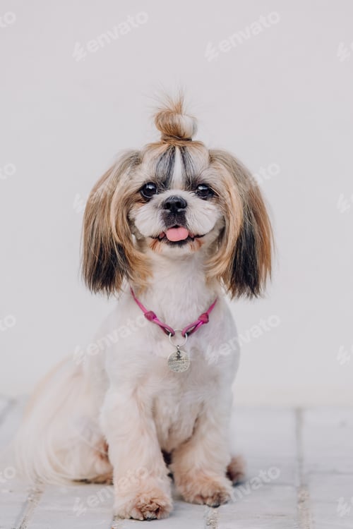 Preview: Dog with ID tag. Close up of a dog wearing collar with id tag. Shih Tzu Dog Breed