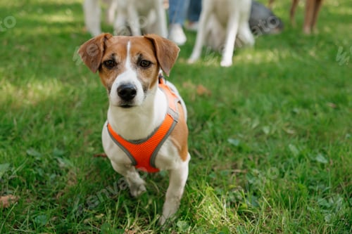 Preview: Jack Russell Terrier dog in park on walk with his owner on leash. walking and training of pets