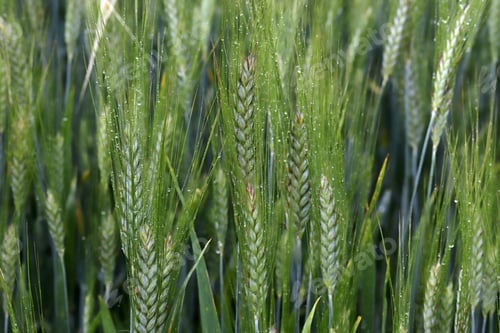 Preview: ears of wheat in rain drops closeup