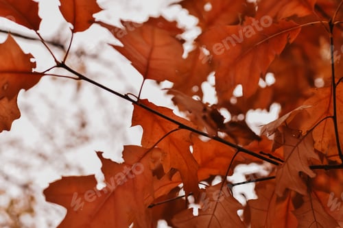 Preview: Red autumn leaves