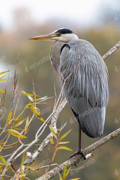 Preview: Majestic Grey Heron on Tree Branch