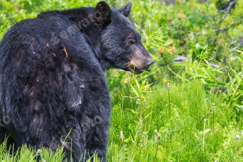 Preview: Black bear