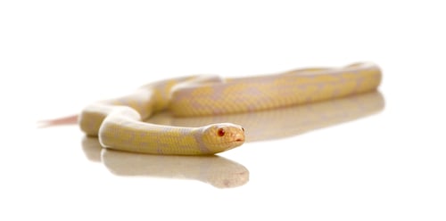 Preview: Corn Snake - Elaphe guttata
