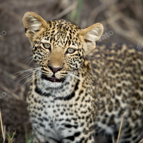 Preview: Young leopard in Serengeti, Tanzania, Africa