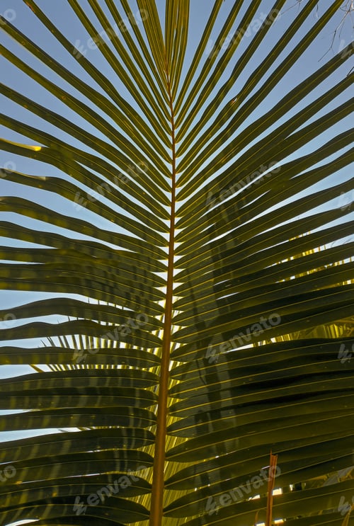 Preview: Leaf pattern