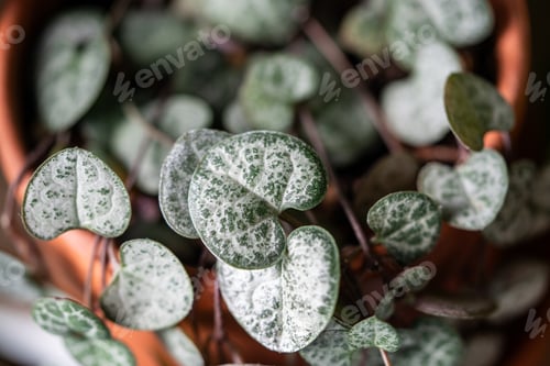Preview: Ceropegia Woodii houseplant with long heart shaped leaves in terracotta pot closeup