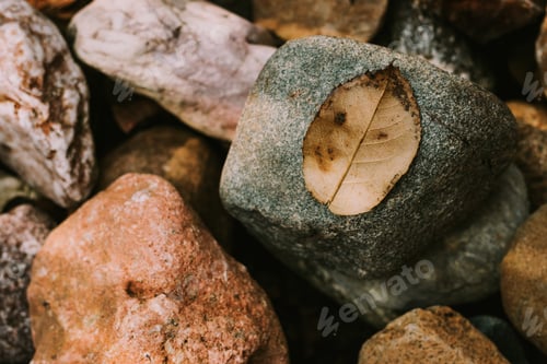 Preview: Leaf on a rock