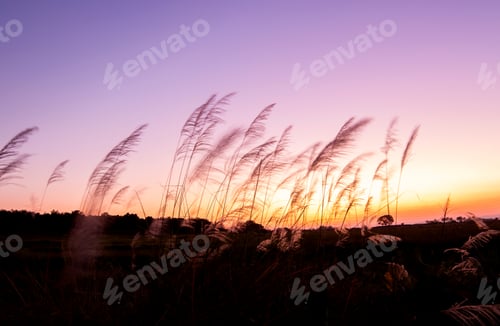 Preview: soft focus of grass and golden light at dusk