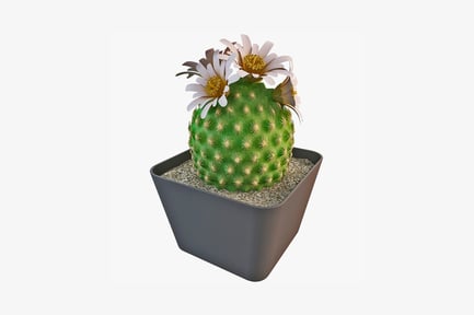 Preview: Cactus with daisies in a square concrete pot