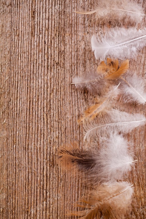 Preview: feathers on wooden background