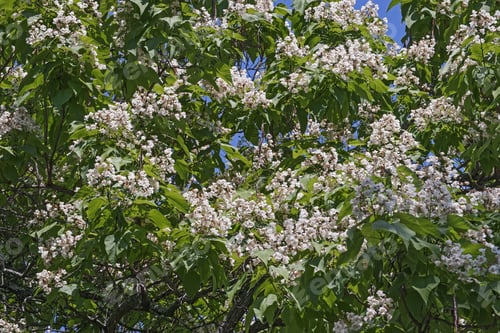 Preview: Northern Catalpa (Catalpa Speciosa). Called Hardy Catalpa, Western Catalpa, Cigar Tree And
