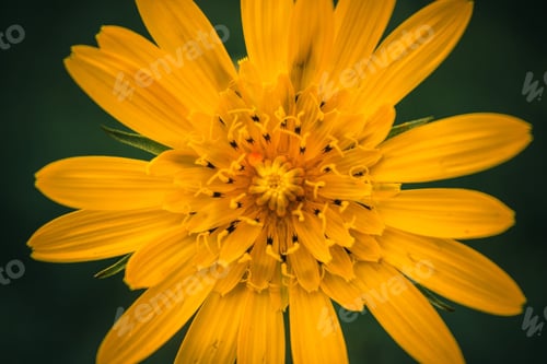 Preview: Yellow