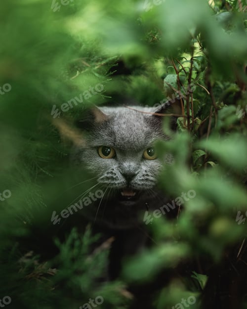 Preview: Gray cat with yellow eyes looking at camera behind growing plants