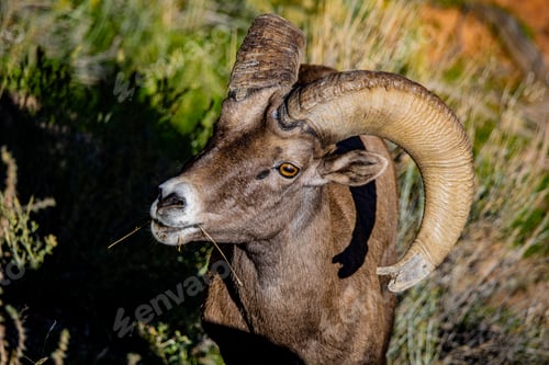 Preview: Big horn sheep at Colorado National Monument