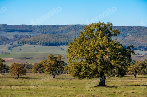 Preview: Lush Green Landscape with Solitary Tree