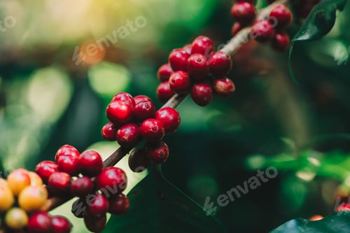 Preview: Coffee beans ripening on tree in North of thailand