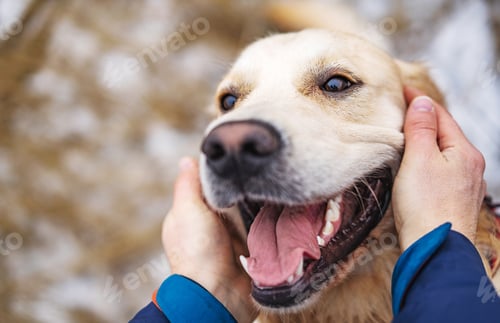 Preview: Golden retriever dog walking in the winter field