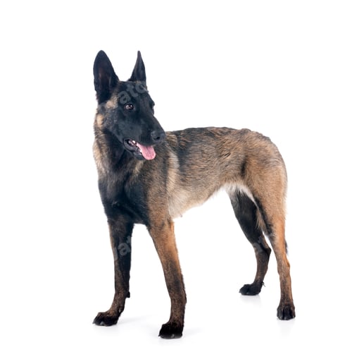 Preview: malinois in studio