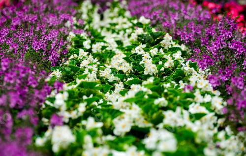 Preview: Closeup shot of the colorful flowers
