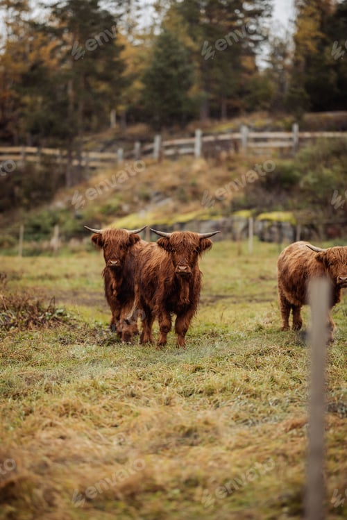 Preview: Highland cows grazing in a rustic pasture with autumn foliage in the background. Drangedal, Norway